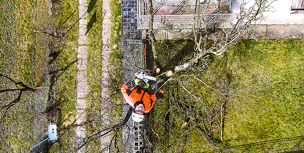 How To Remove A Birch Tree?