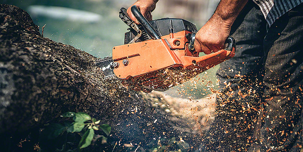 Never Do These 8 Things When Cutting Down A Tree